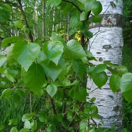 Villa Lomakoivulehto *