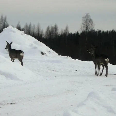 Lomakoivulehto Saarijarvi