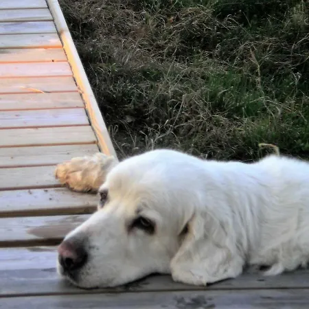 Lomakoivulehto Saarijärvi