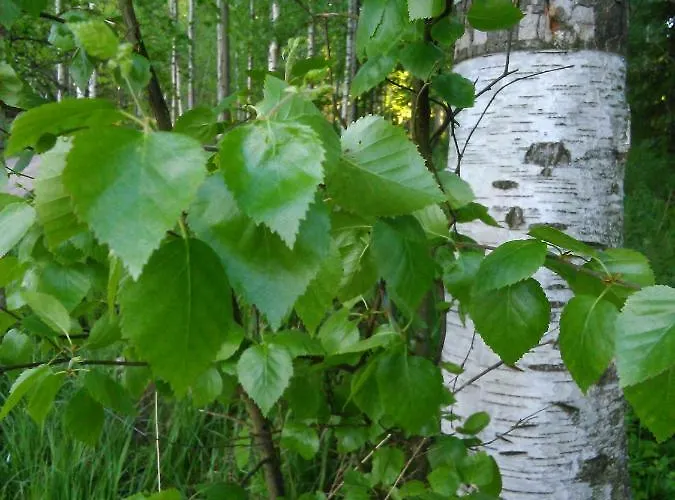 Villa Lomakoivulehto *