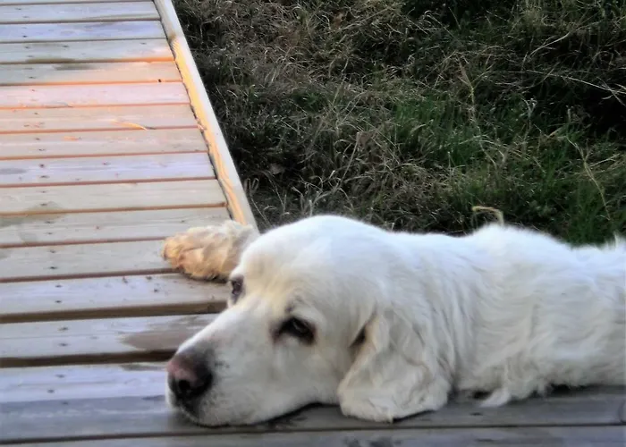 Lomakoivulehto Saarijärvi